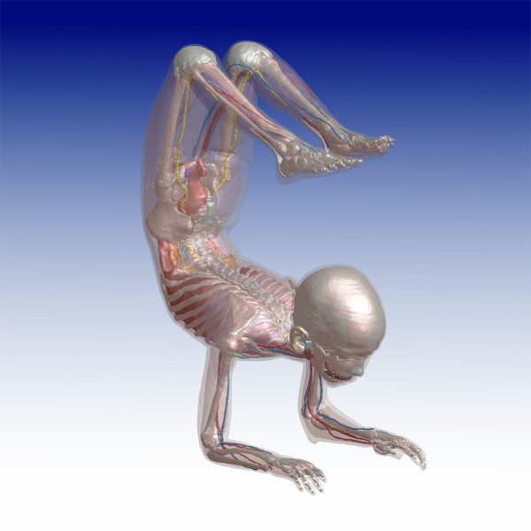 Enhanced Posability in Upgraded ViP Models