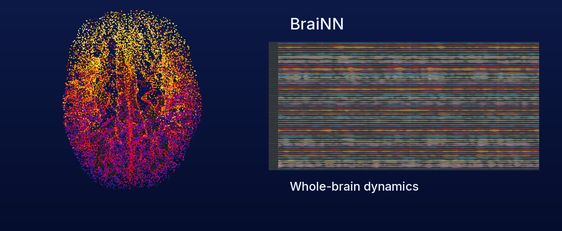 BraiNN: stimulation field, whole-brain network, and simulated EEG